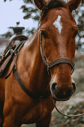 Equestrian Program Volunteer Orientation- Ivey Ranch Park Association