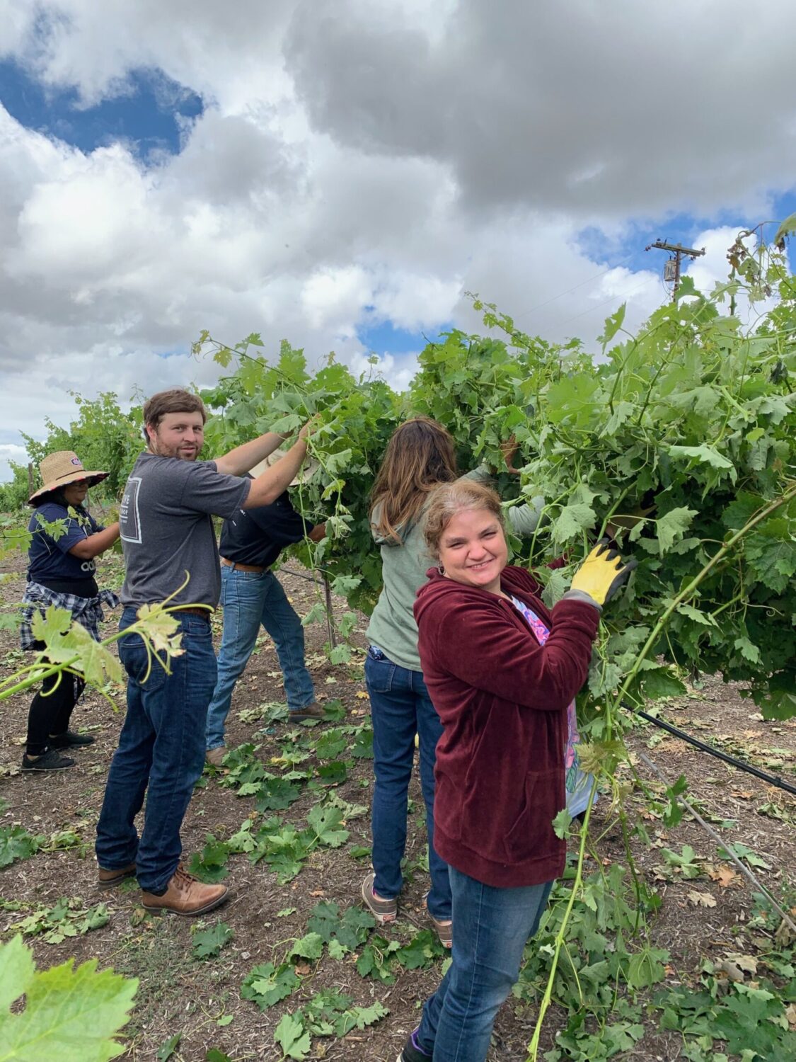 Vineyard & Grounds Beautification - at D'Vine Path