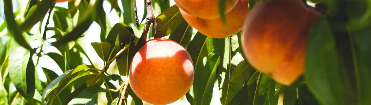 orange tree fruit orchard