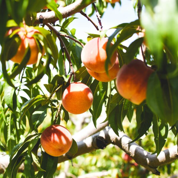 orange tree fruit orchard